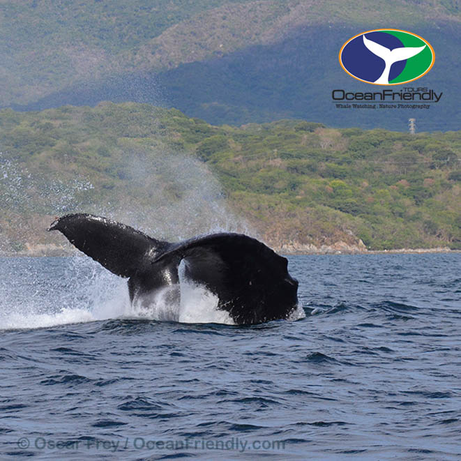 Oceanfriendly Tours Ocean Safary