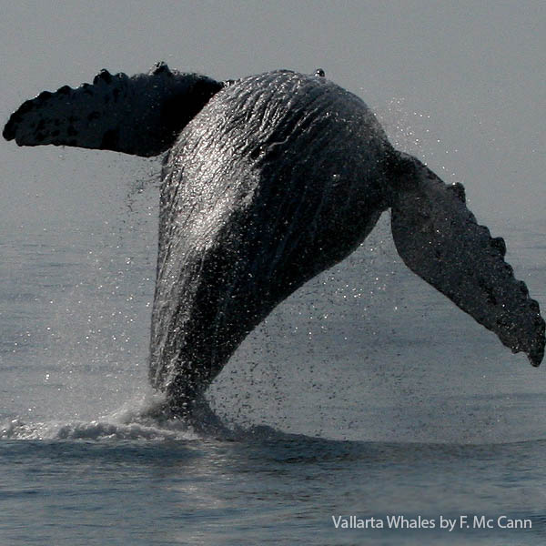 Whale watching salto